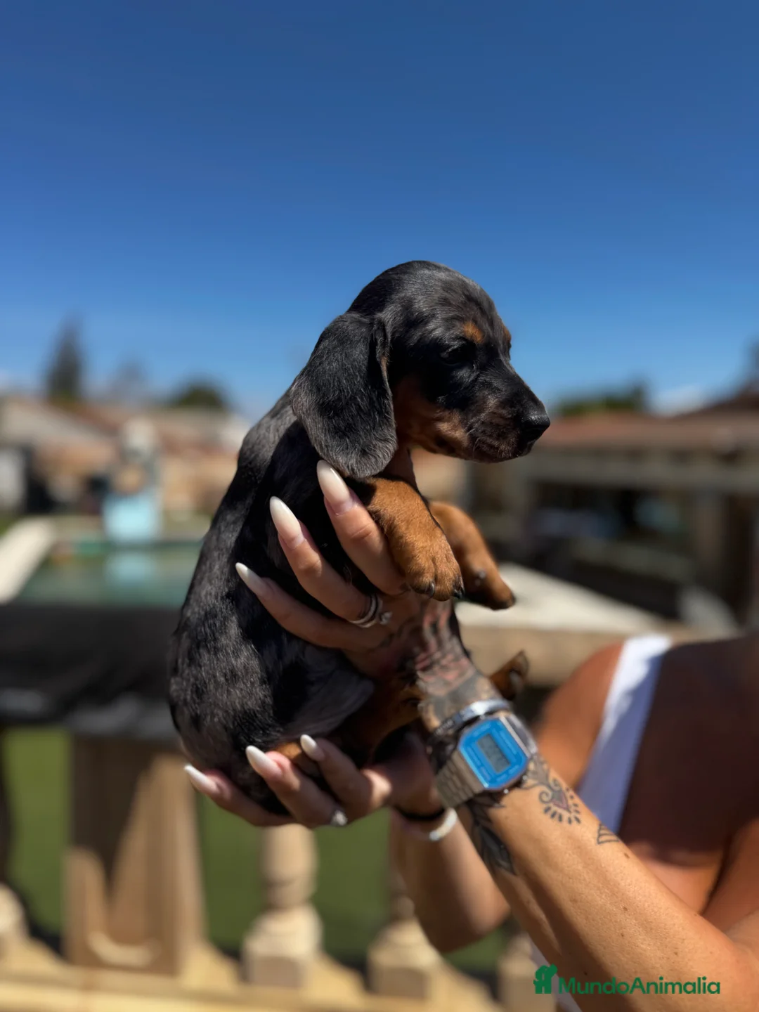 Teckel Miniatura perros en venta: Teckel mni en Illes Balears - Anuncio 3
