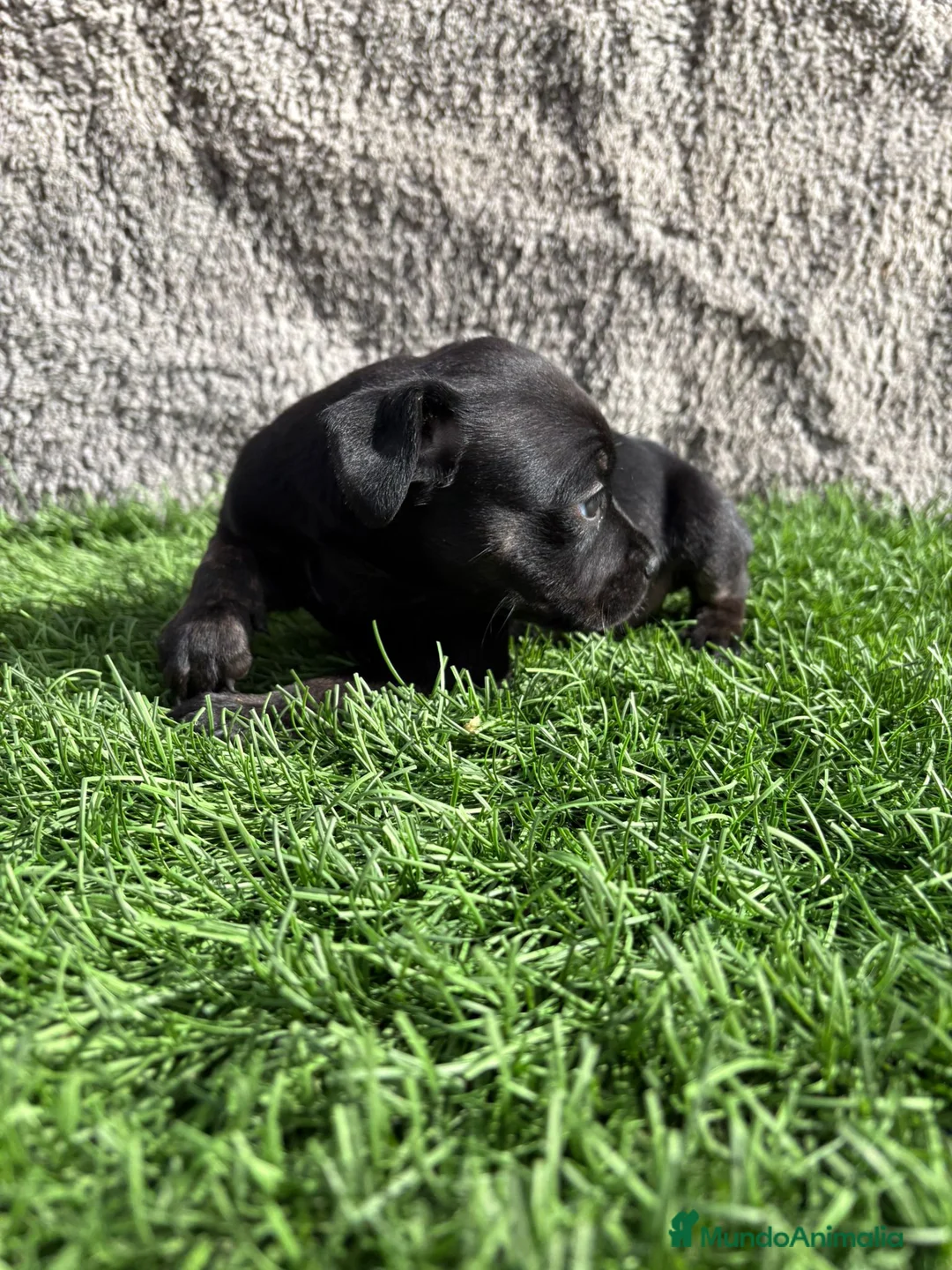 Staffordshire Bull Terrier perros en venta: Hembra de Staffordshire Bull Terrier  - Anuncio 14