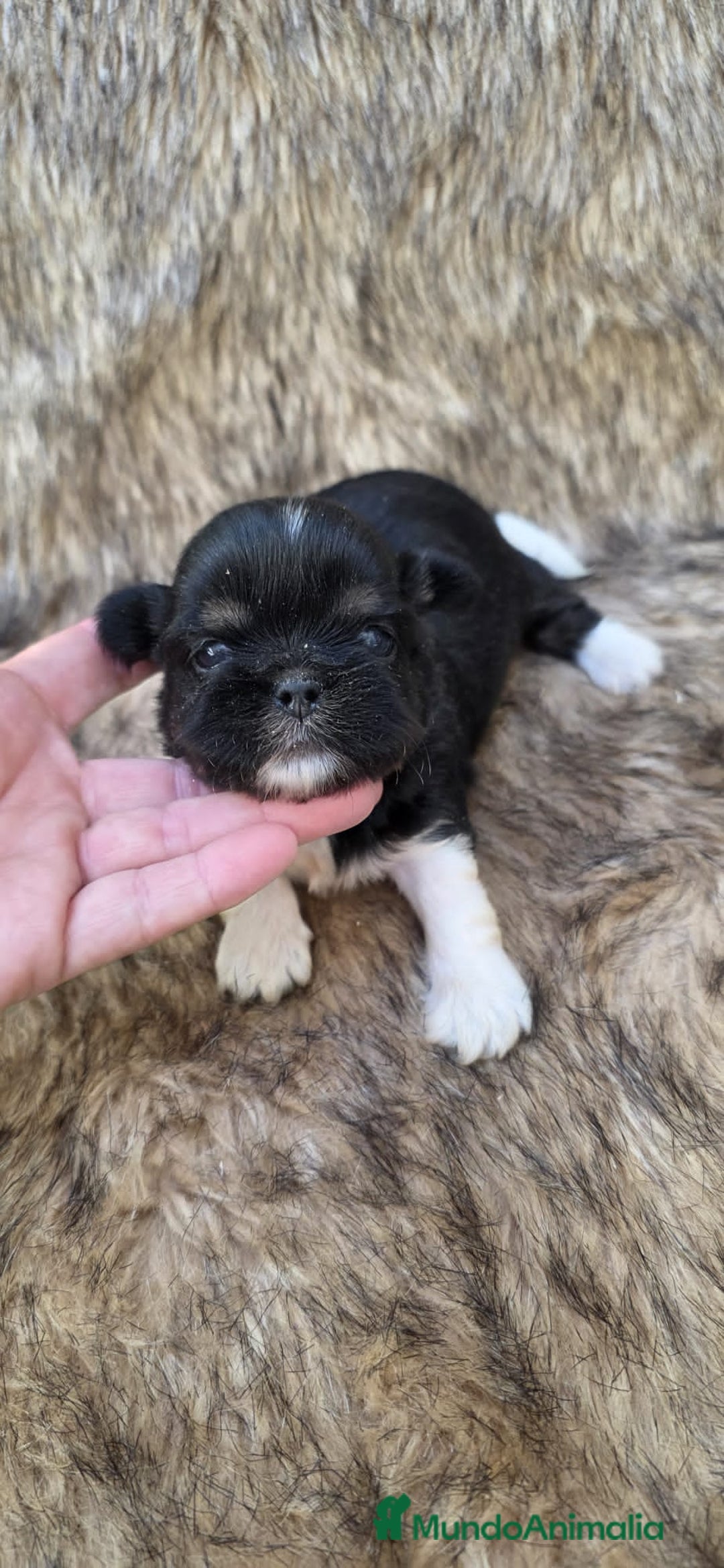 Shih Tzu perros en venta: Shiht-zu  - Anuncio 1