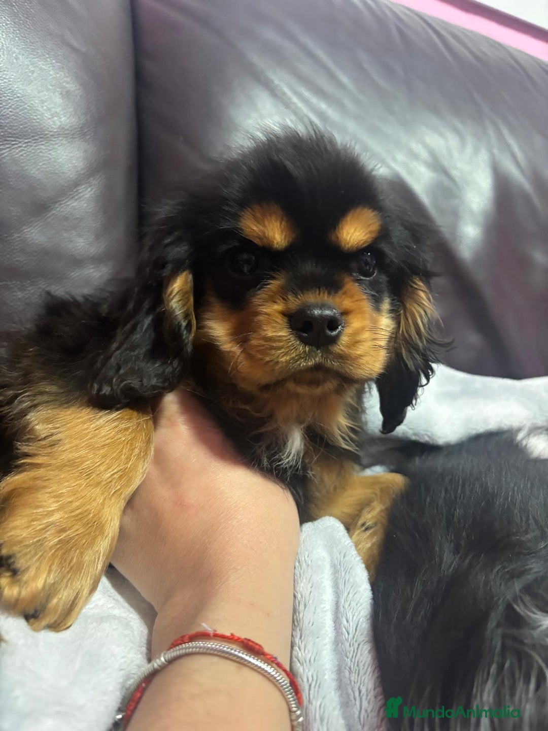 Cavalier King Charles Spaniel perros en venta: Cachorros Cavalier King alta calidad - Anuncio 7