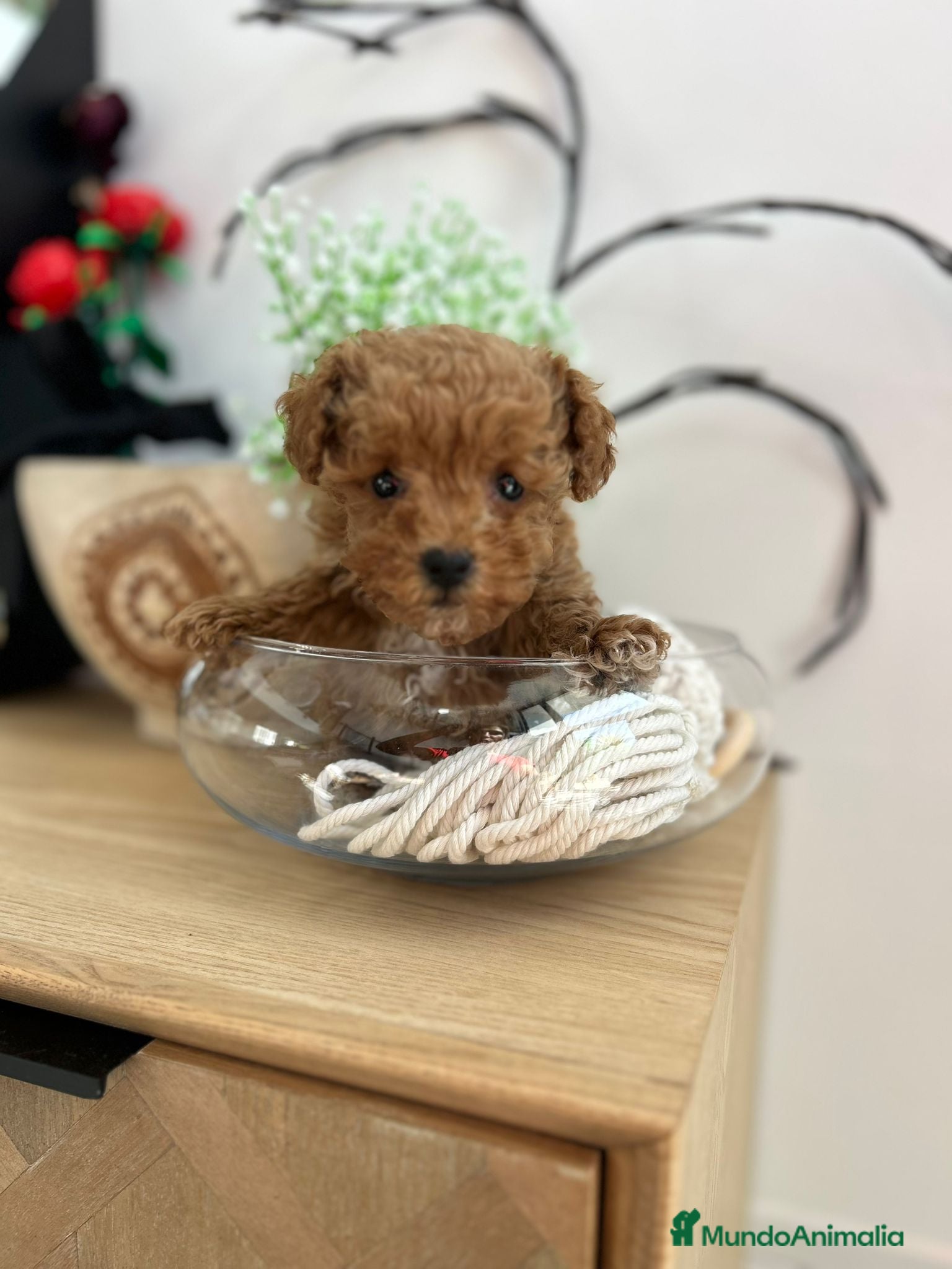 Maltipoo perros Maltipoo miniatura  - Anuncio 1