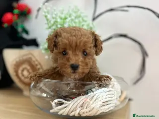 Maltipoo perros Maltipoo miniatura - Anuncio 1