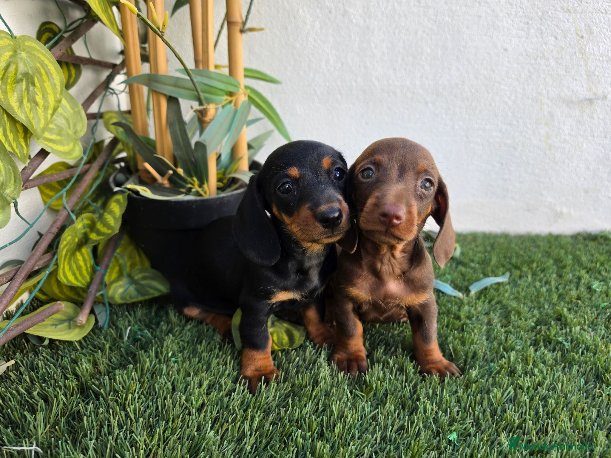 Teckel Miniatura perros TECKEL KANNINCHEN  - Anuncio 2