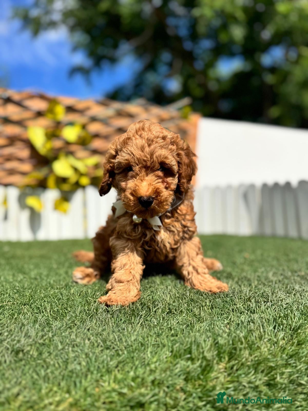 Caniche Toy perros CANICHE  - Anuncio 1