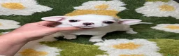Chihuahua perros en venta: Chihuahua Toy - Anuncio 1