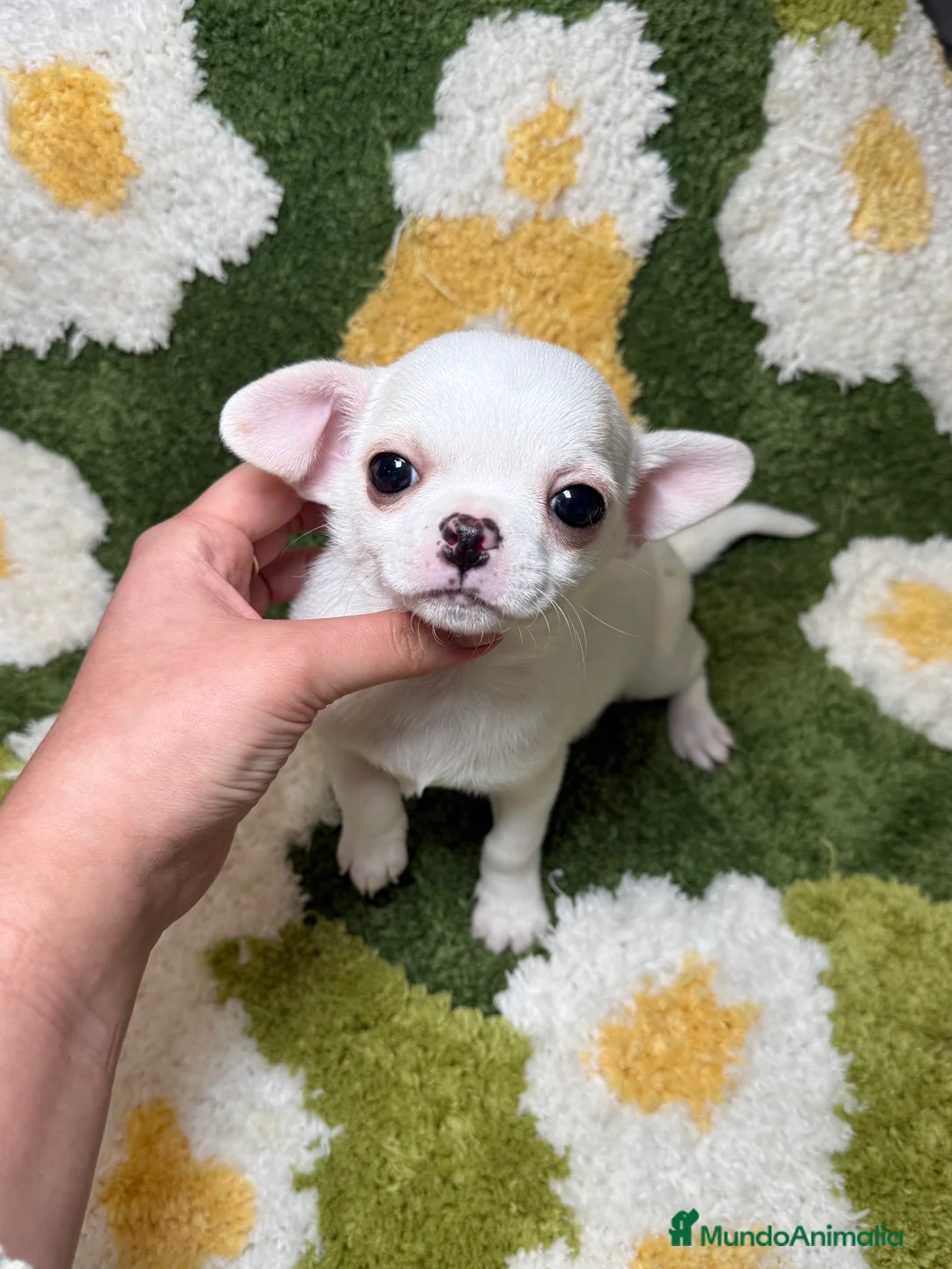 Chihuahua perros en venta: Chihuahua Toy - Anuncio 1