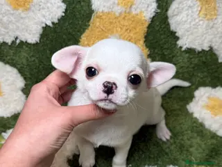 Chihuahua perros Chihuahua Toy - Anuncio 1