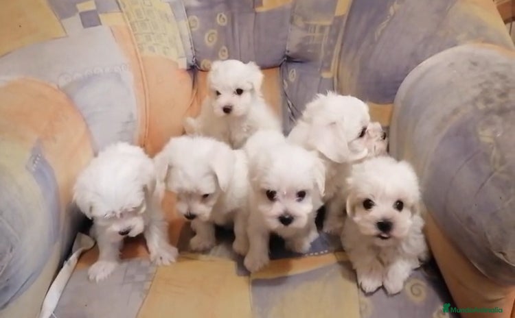 Bichón Maltés perros - Anuncio 1