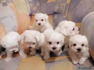 Bichón Maltés perros - Anuncio 23