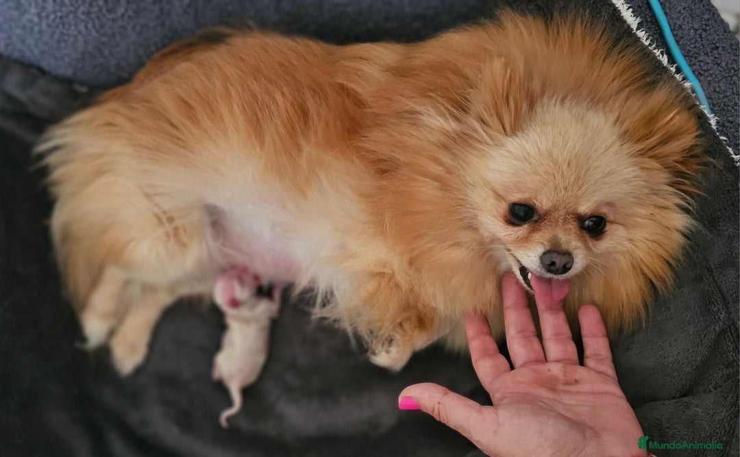 Pomerania perros en venta: Preciosa cachorrita Pomerania  - Imagen 6