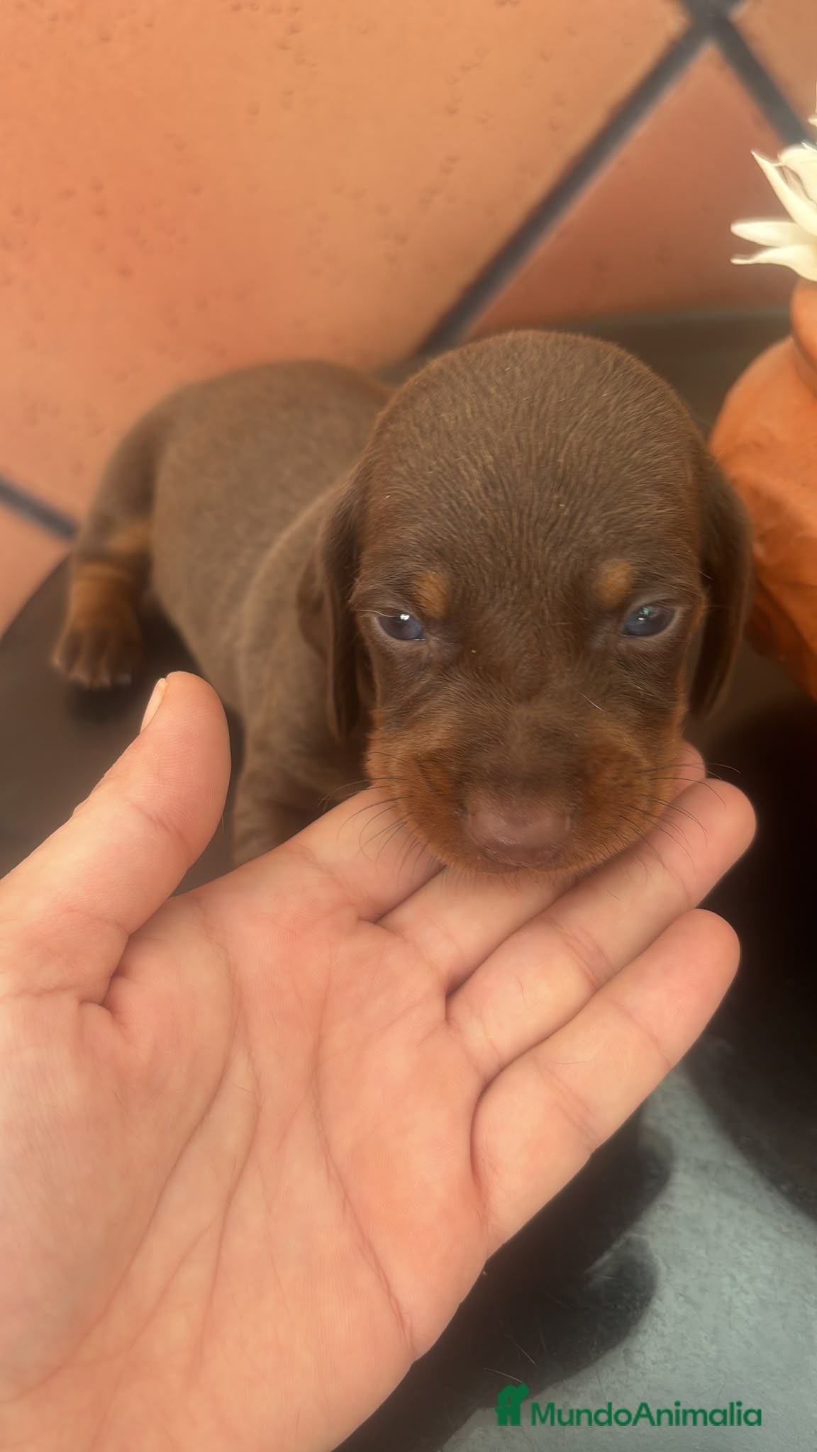 Teckel Miniatura perros Teckel mini  - Anuncio 5