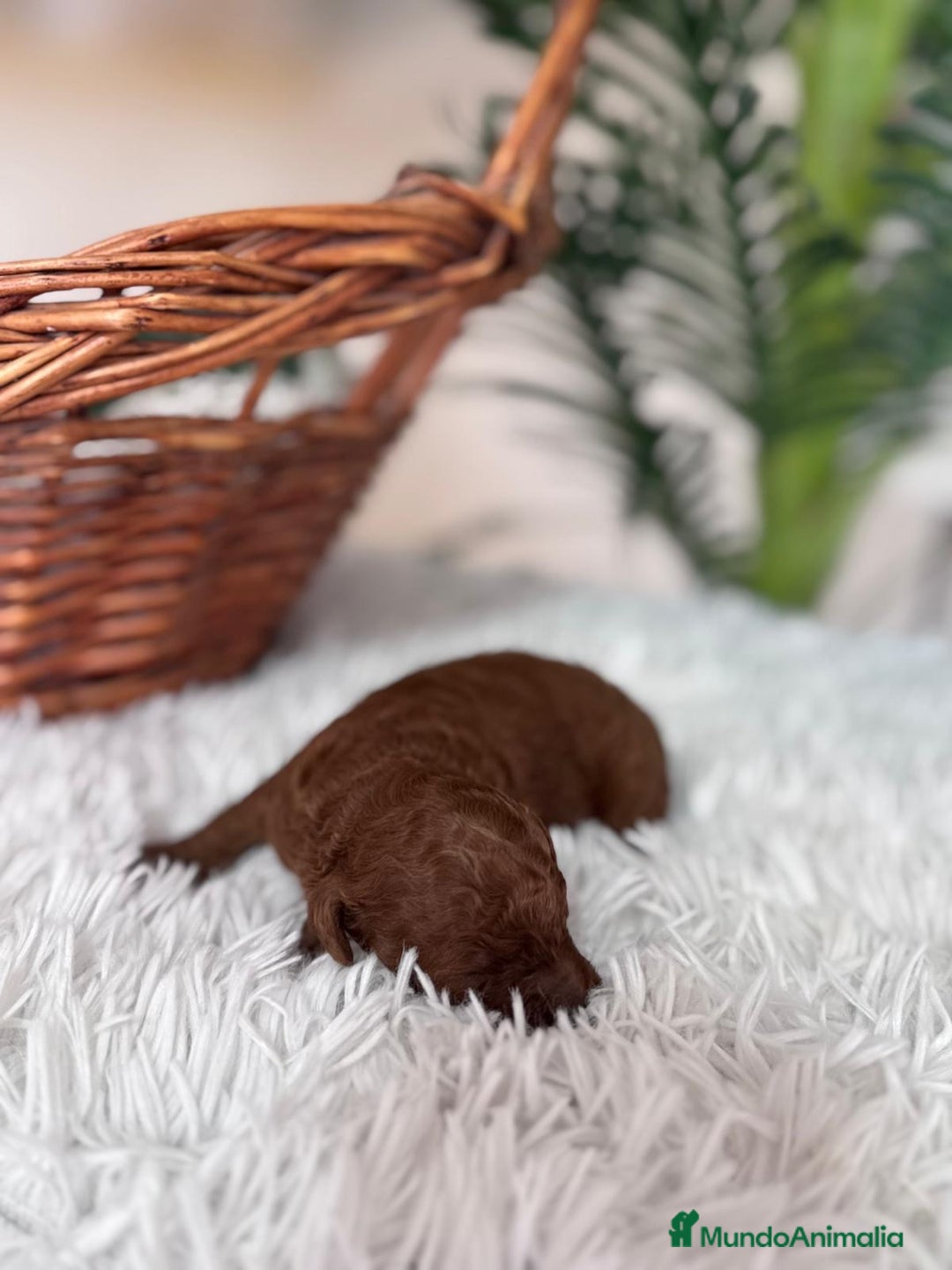 Caniche Toy perros en venta: CANICHE TOY ROJO - Anuncio 10