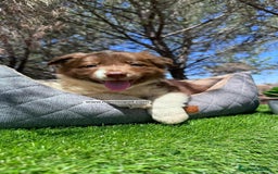 Border Collie perros en venta: BORDER COLLIE CHOCOLATE MACHO - Imagen 4