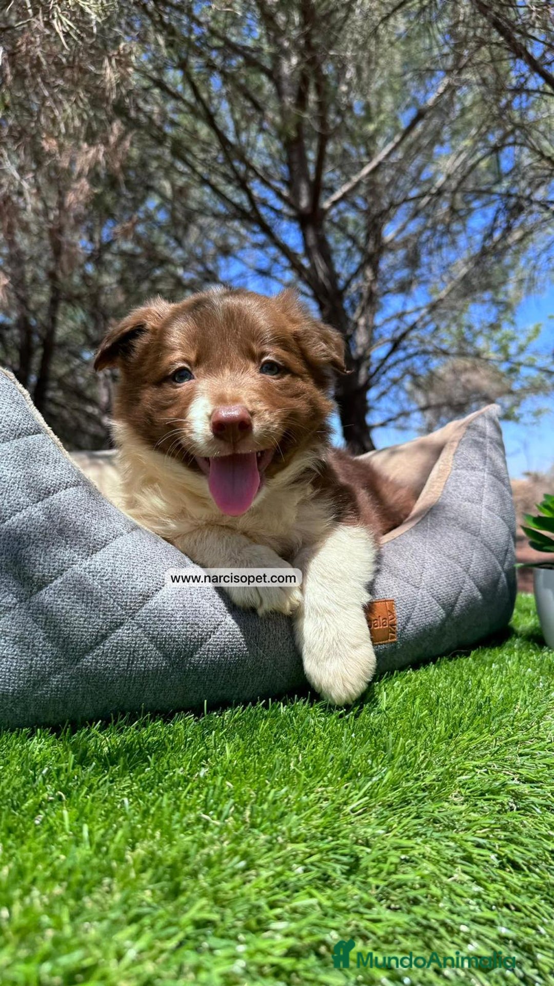 Border Collie perros en venta: BORDER COLLIE CHOCOLATE MACHO - Imagen 4