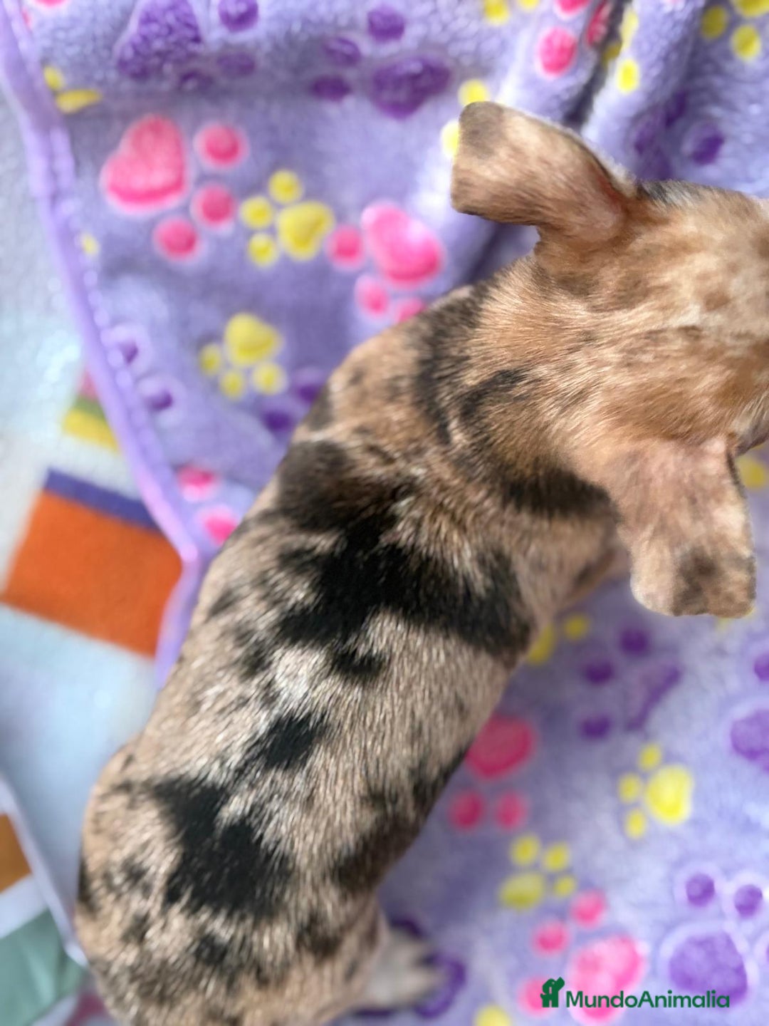 Chihuahua perros en venta: Chihuahua Machito merle toy - Imagen 11