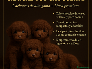 Caniche Enano perros Caniche toys rojo - Anuncio 7