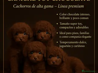 Caniche Enano perros Caniche toys rojo - Anuncio 6