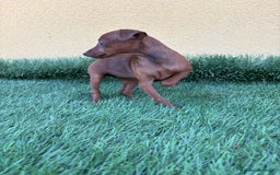 Pinscher Miniatura perros en venta: Machos y hembras Pinscher miniatura toy  - Imagen 17