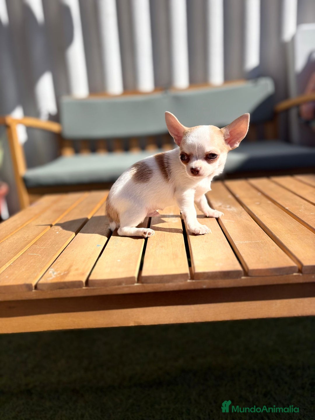 Chihuahua perros en venta: Chihuahua Toy Rusos - Imagen 27