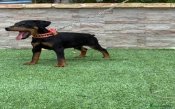 Terrier Alemán de Caza perros en venta: Cachorro macho Jagd terrier  - Imagen 4
