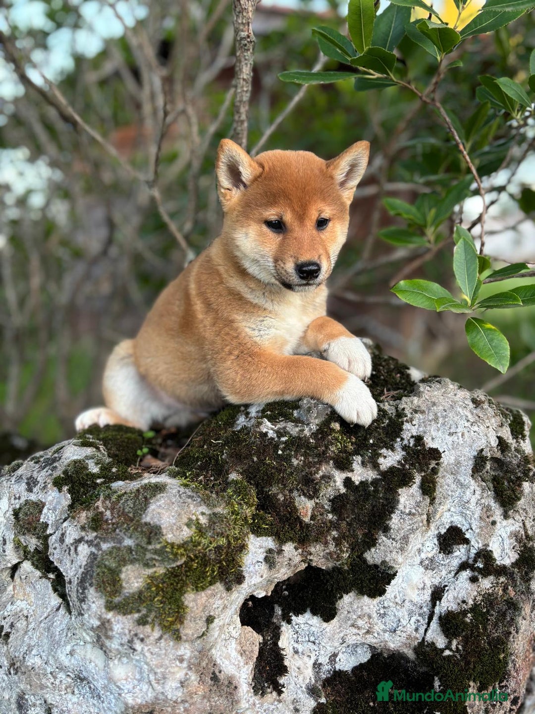Shiba Inu perros en venta: Shiba Inu hembra disponible  - Imagen 2