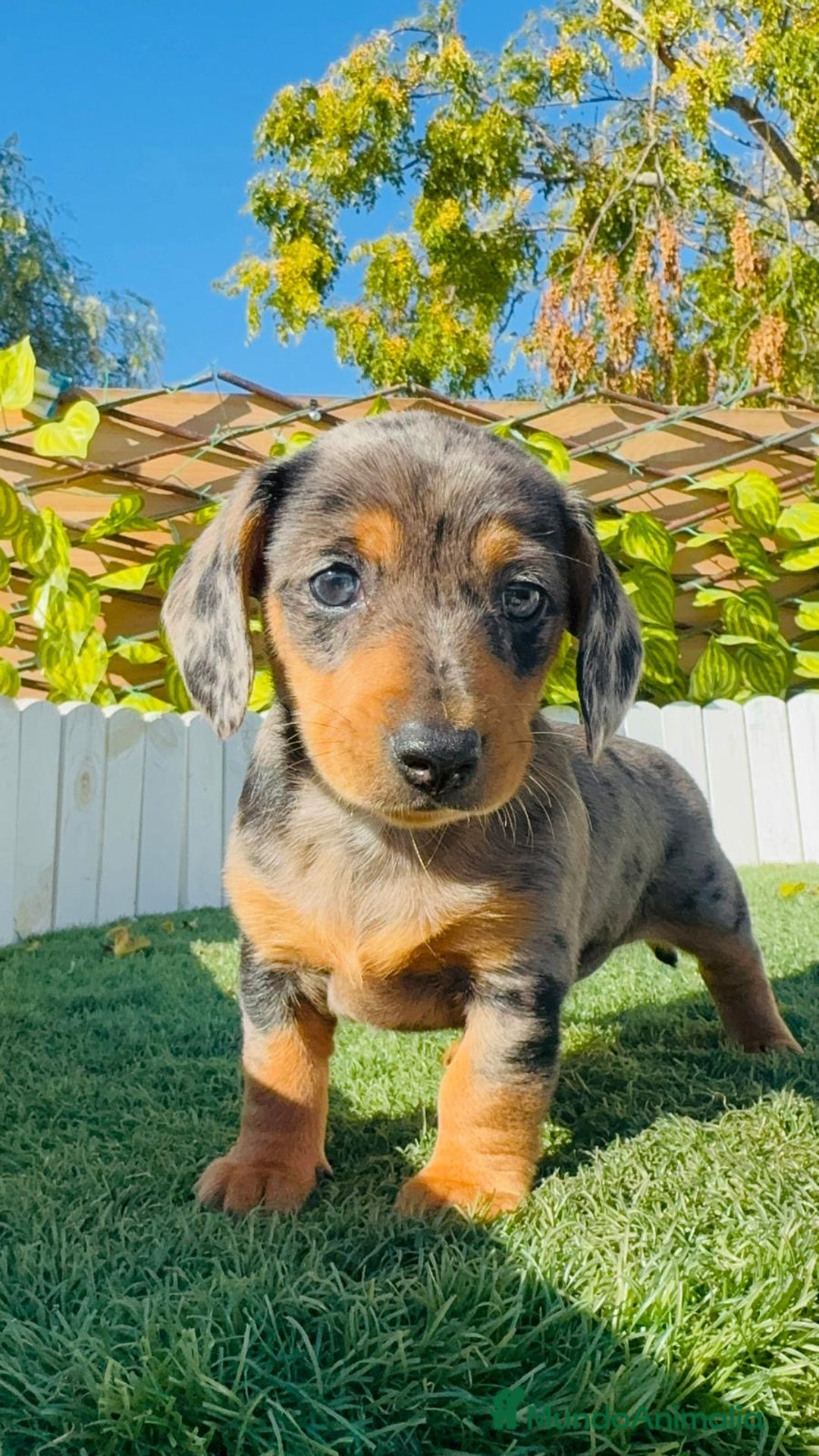 Teckel Miniatura perros en venta: TECKEL ARLEQUIN MINIATURA - Anuncio 3