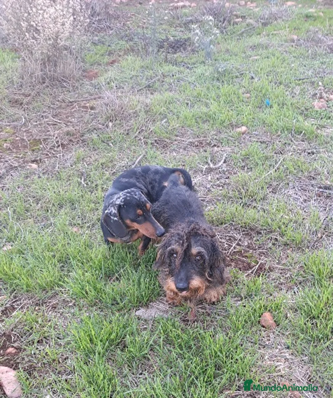 Teckel perros en venta: Teckel - Anuncio 4