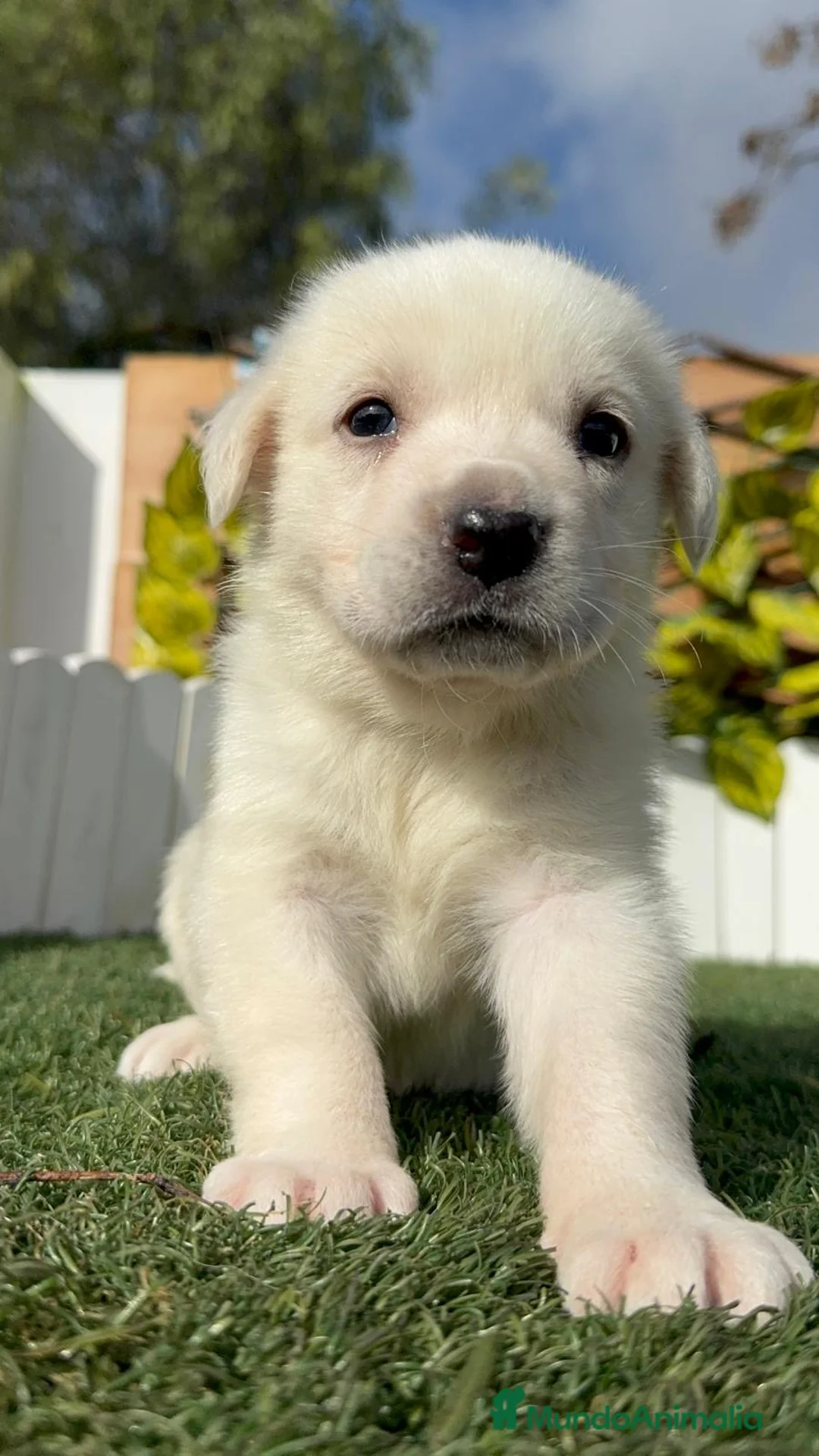 Mastín Español perros en venta: MASTIN ESPAÑOL HEMBRA - Anuncio 3