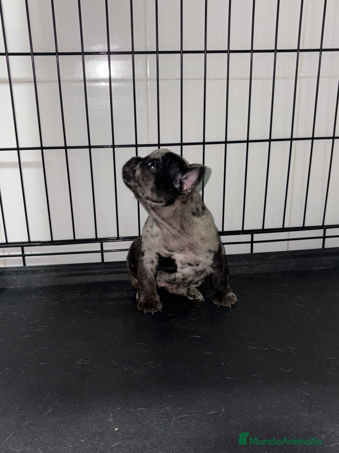 Bulldog Francés perros en venta: Cachorra bulldog francés merle  - Anuncio 6