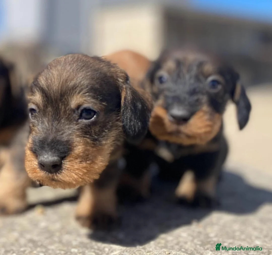 Teckel perros en venta: Teckel de pelo duro - Anuncio 2