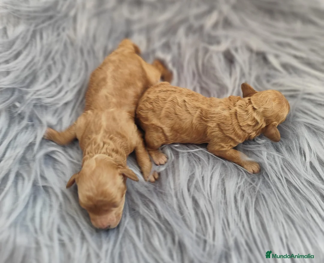 Caniche Toy perros en venta: Caniche tácita de te  - Anuncio 3