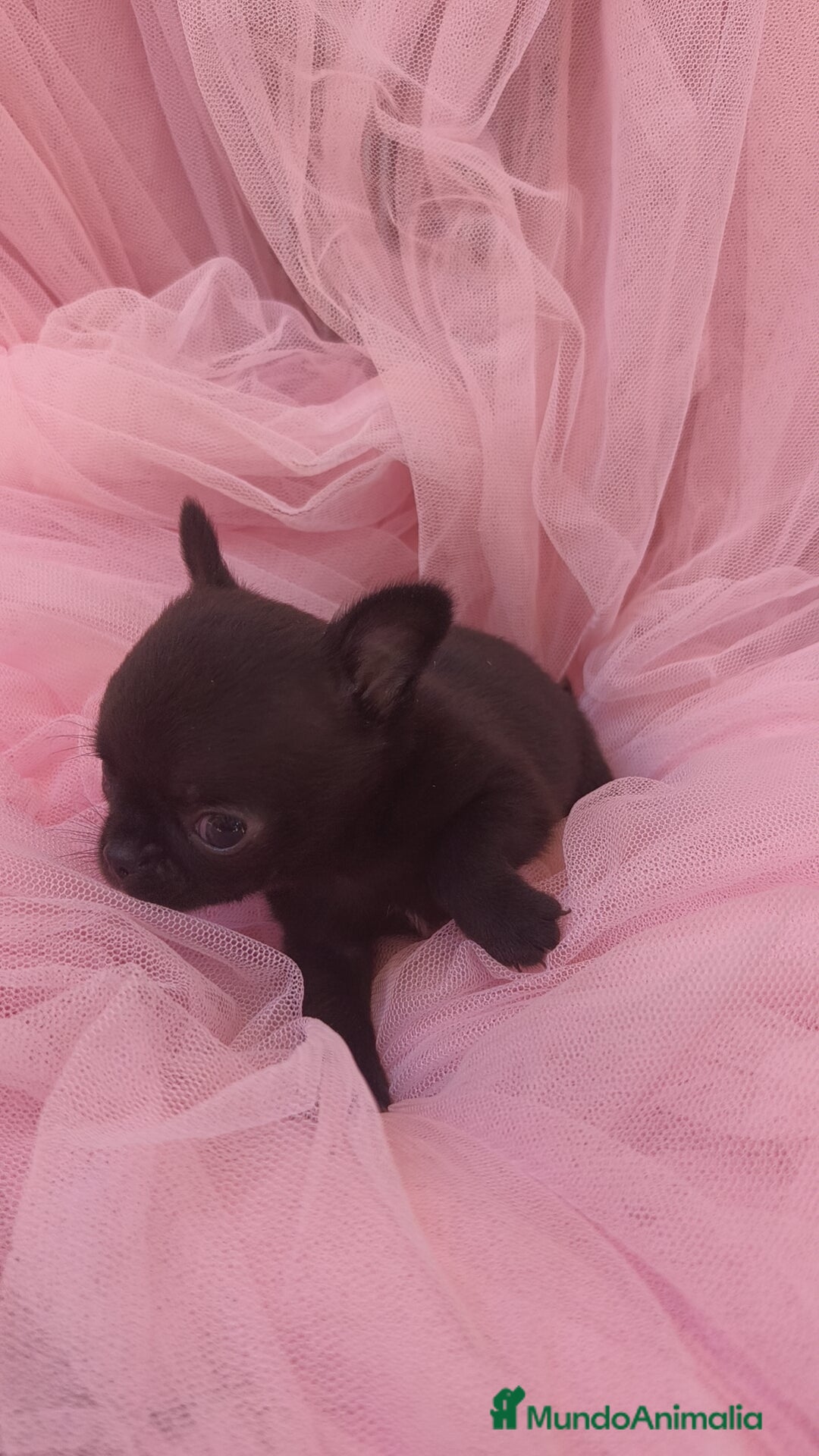 Chihuahua perros en venta: Chihuahua Toy macho Negro - Anuncio 3
