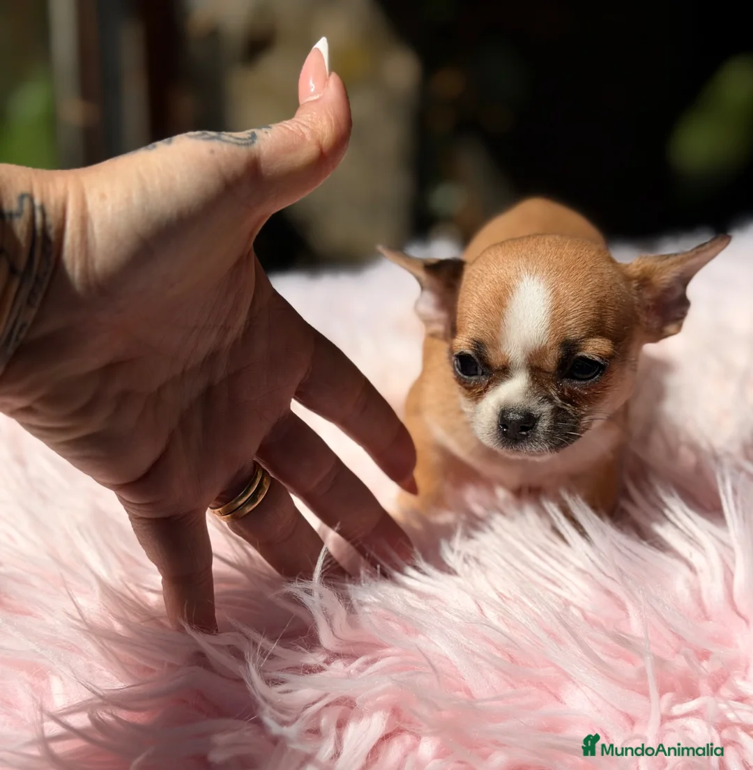 Chihuahua perros en venta: Chihuahua Minitoy  - Anuncio 1