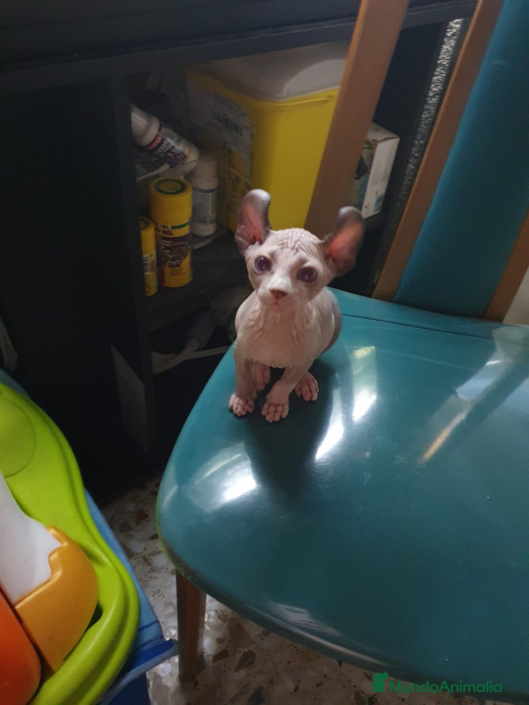 Otras razas gatos en venta: Elfos Hembra. Calidad y selección  - Imagen 2