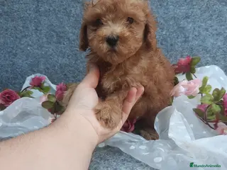 Caniche Toy perros PRECIOSOS CANICHE ROJO LINEA TOY - Anuncio 1