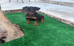 Pinscher Miniatura perros en venta: Pinscher miniatura disponible - Imagen 1