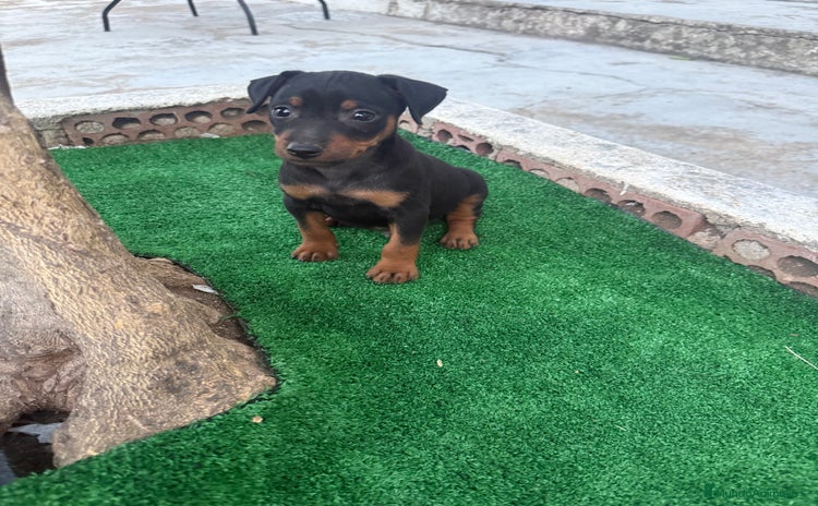 Pinscher Miniatura perros - Anuncio 2