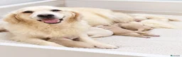 Golden Retriever perros en venta: GOLDEN RETRIEVER DISPONIBLES CALIDAD - Anuncio 2