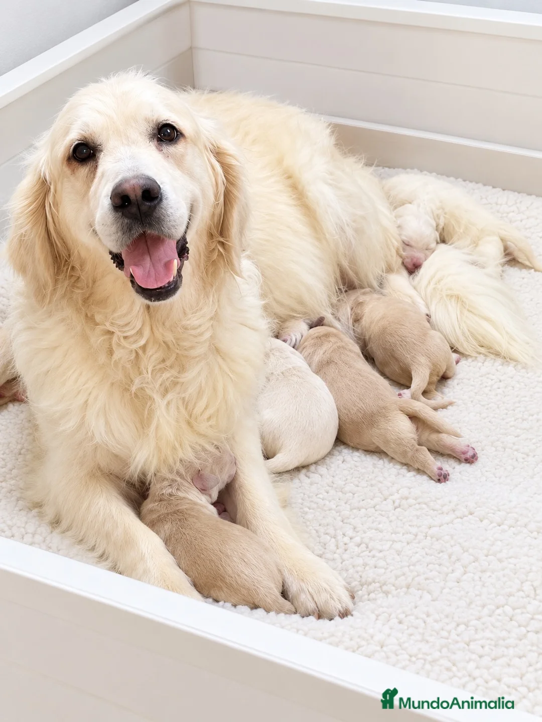 Golden Retriever perros en venta: GOLDEN RETRIEVER DISPONIBLES CALIDAD - Anuncio 2