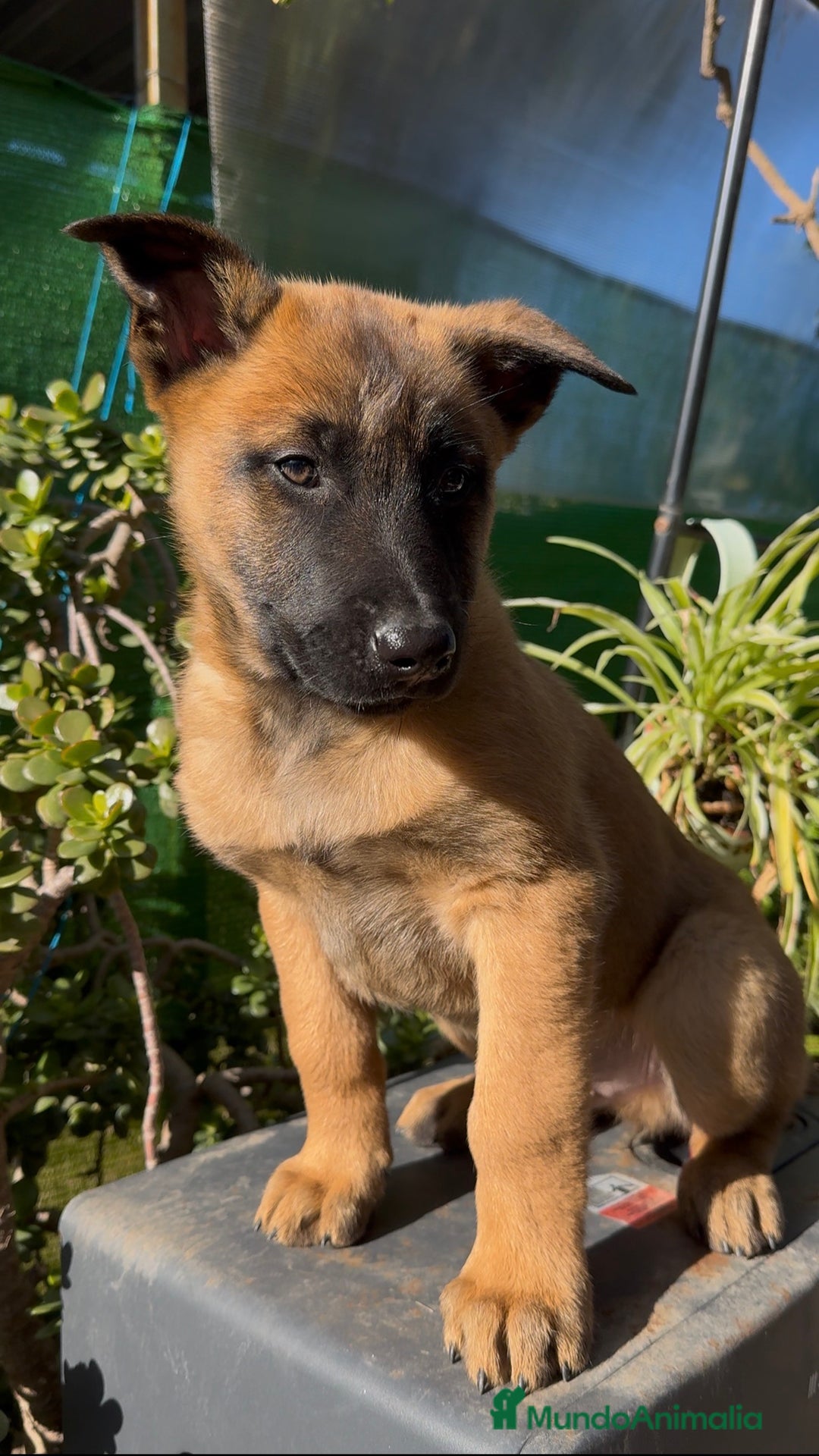 Pastor Belga Malinois perros en venta: Pastor Belga Malinois - Anuncio 33