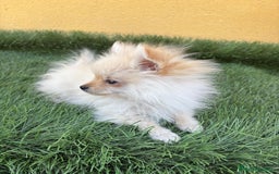Pomerania perros en venta: Lulu de Pomerania micro toy macho - Imagen 5