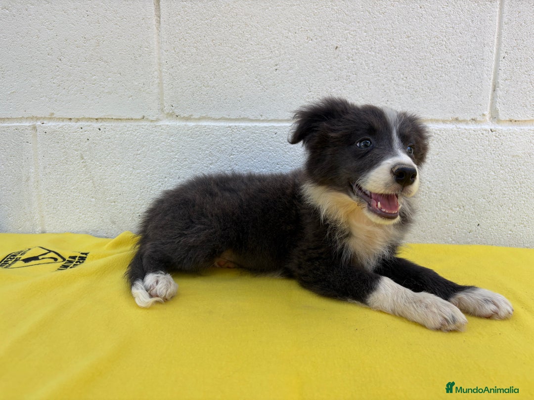 Border Collie perros en venta: Border Collie tranquilos y hermosos - Imagen 4