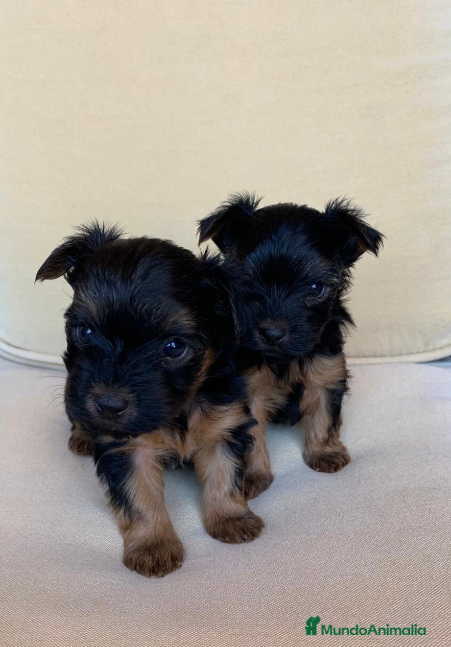 Yorkshire Terrier perros Niños de Yorkshire Terrier🩵 - Anuncio 4