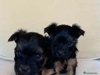 Yorkshire Terrier perros Niños de Yorkshire Terrier🩵 - Anuncio 4