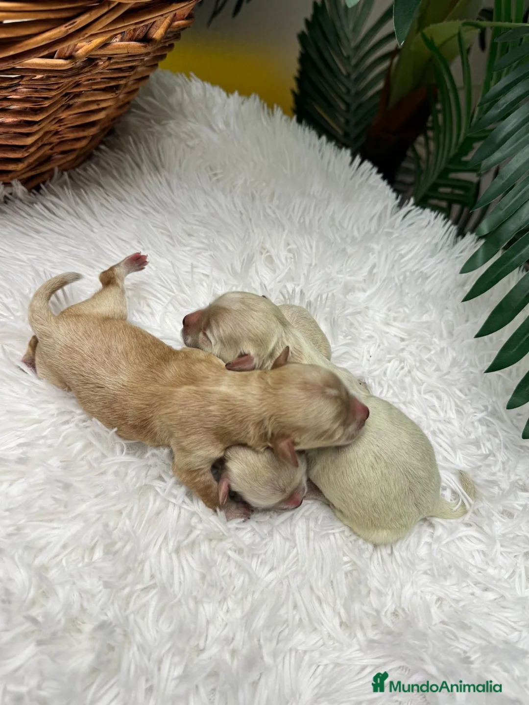 Maltipoo perros en venta: MALTIPOO HEMBRAS - Anuncio 1