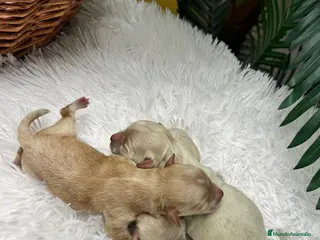 Maltipoo perros MALTIPOO HEMBRAS - Anuncio 1