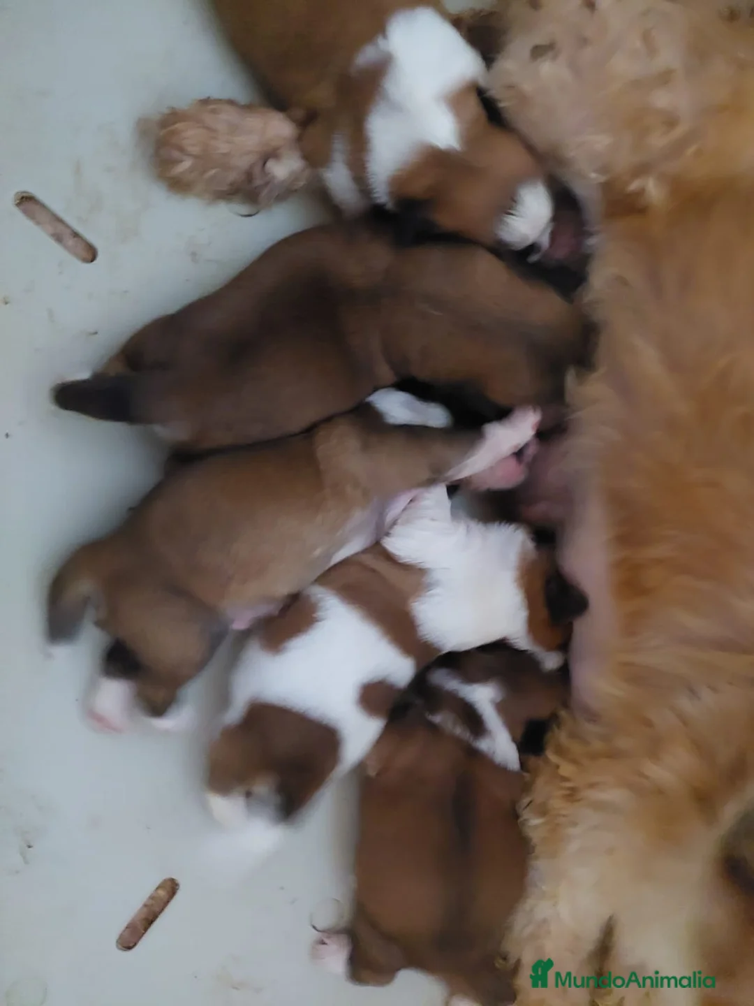 Shih Tzu perros en venta: SHIH TZUS EXCLUSIVOS - Anuncio 6