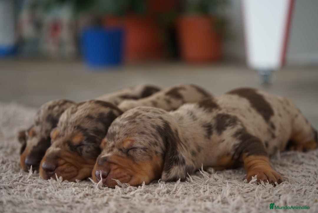 Teckel Miniatura perros en venta: 🐾 Kodat, Byron y Curry – Teckel miniatura 🐾 - Imagen 6