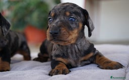 Teckel Miniatura perros en venta: 🐾 Florentina y Delfina – Teckel miniatura 🐾 - Imagen 3