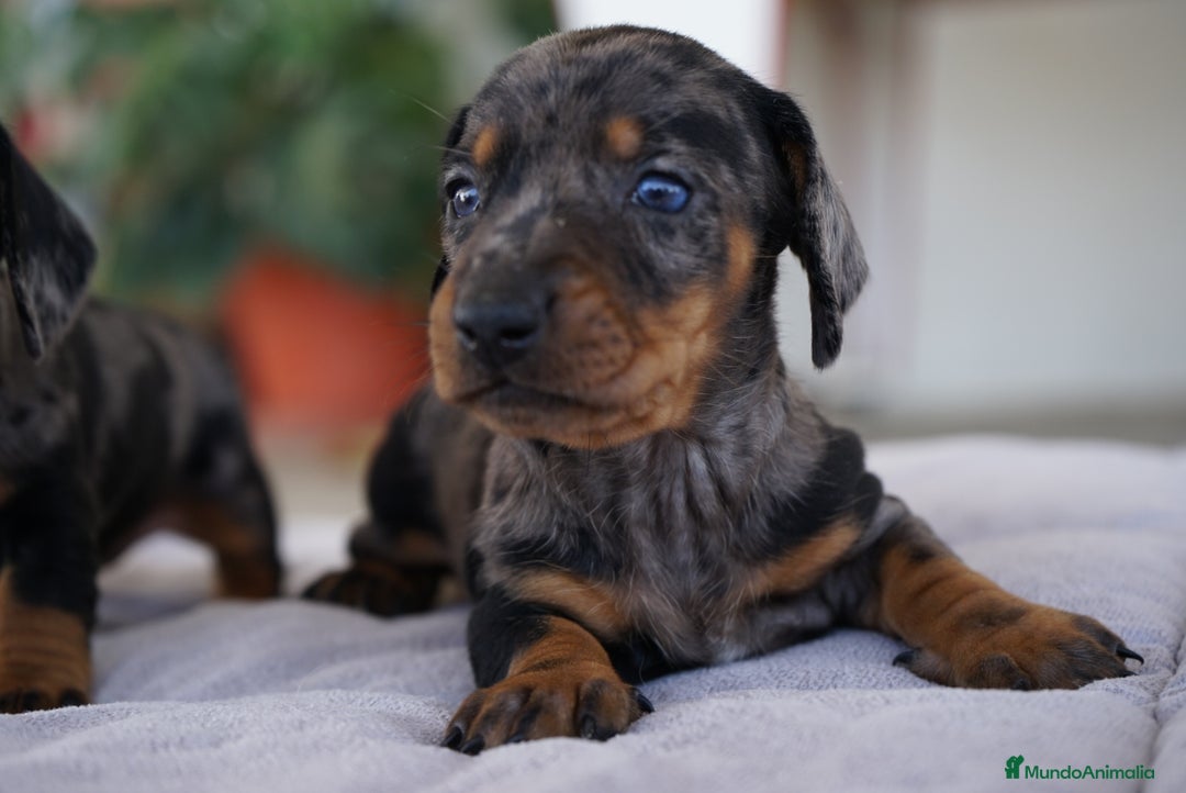 Teckel Miniatura perros en venta: 🐾 Florentina y Delfina – Teckel miniatura 🐾 - Imagen 3